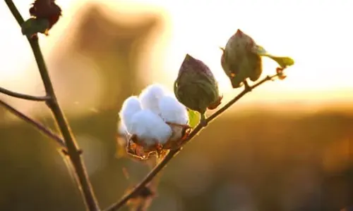el proceso de desmote del algodón